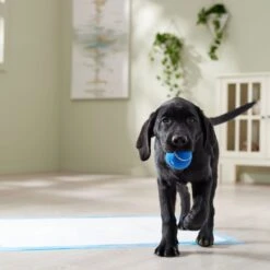 Frisco Premium Extra Large Printed Dog Training & Potty Pads 15 Frisco Premium Extra Large Printed Dog Training & Potty Pads -Chic Pet Supplies 227468 PT6. AC SS1800 V1674666681