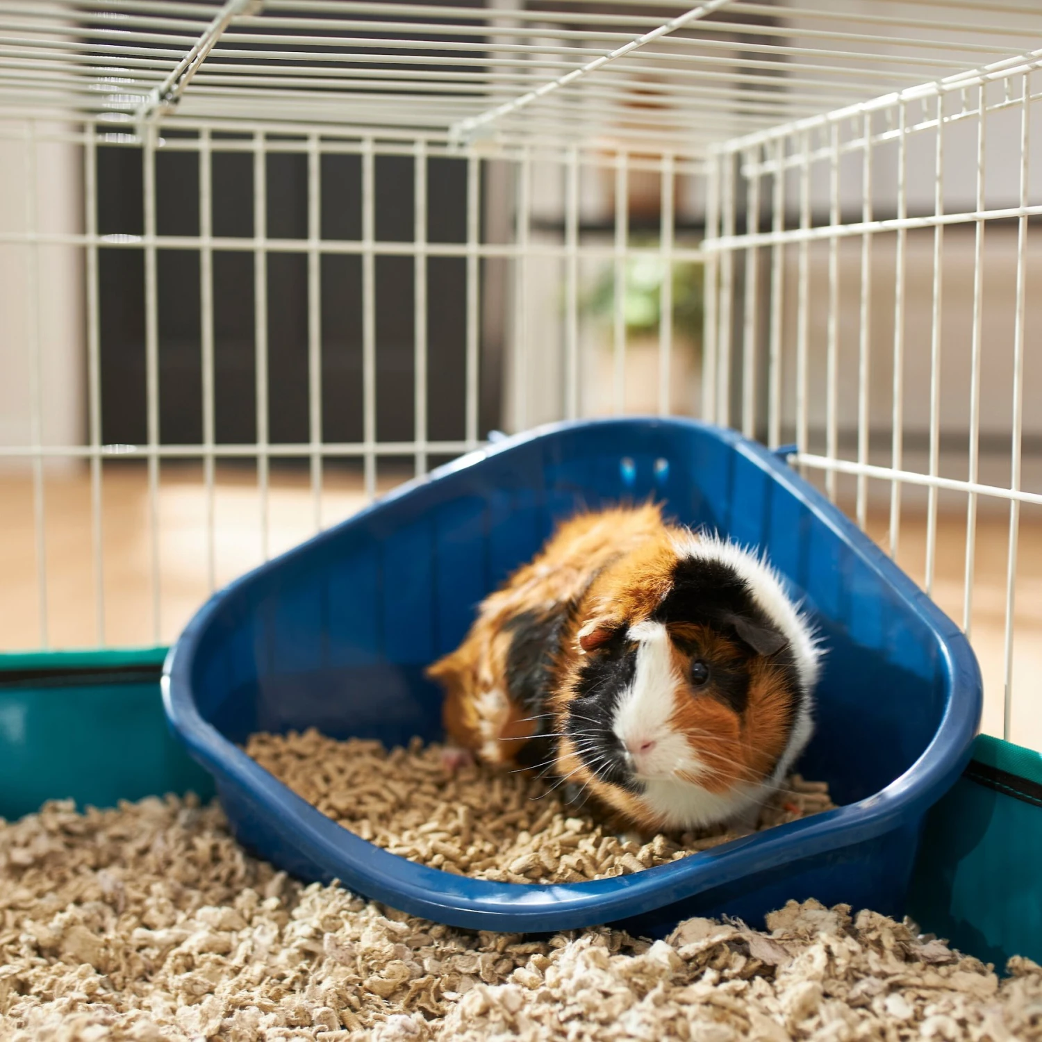 Frisco Corner Small Pet Litter Box 1 Frisco Corner Small Pet Litter Box