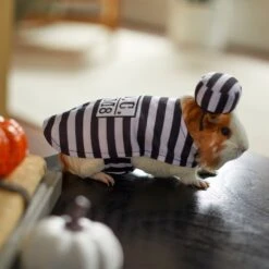 Frisco Prisoner Guinea Pig Costume, One Size -Chic Pet Supplies 265897 PT8. AC SS1800 V1624339171