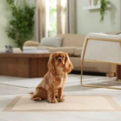 Frisco Extra Large Eco-Conscious Dog Training & Potty Pads -Chic Pet Supplies 309793 PT6. AC SS1800 V1674667030