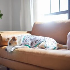 Frisco Rainbow Dog & Cat PJs 9 Frisco Rainbow Dog & Cat PJs -Chic Pet Supplies 312283 PT8. AC SS1800 V1644879887