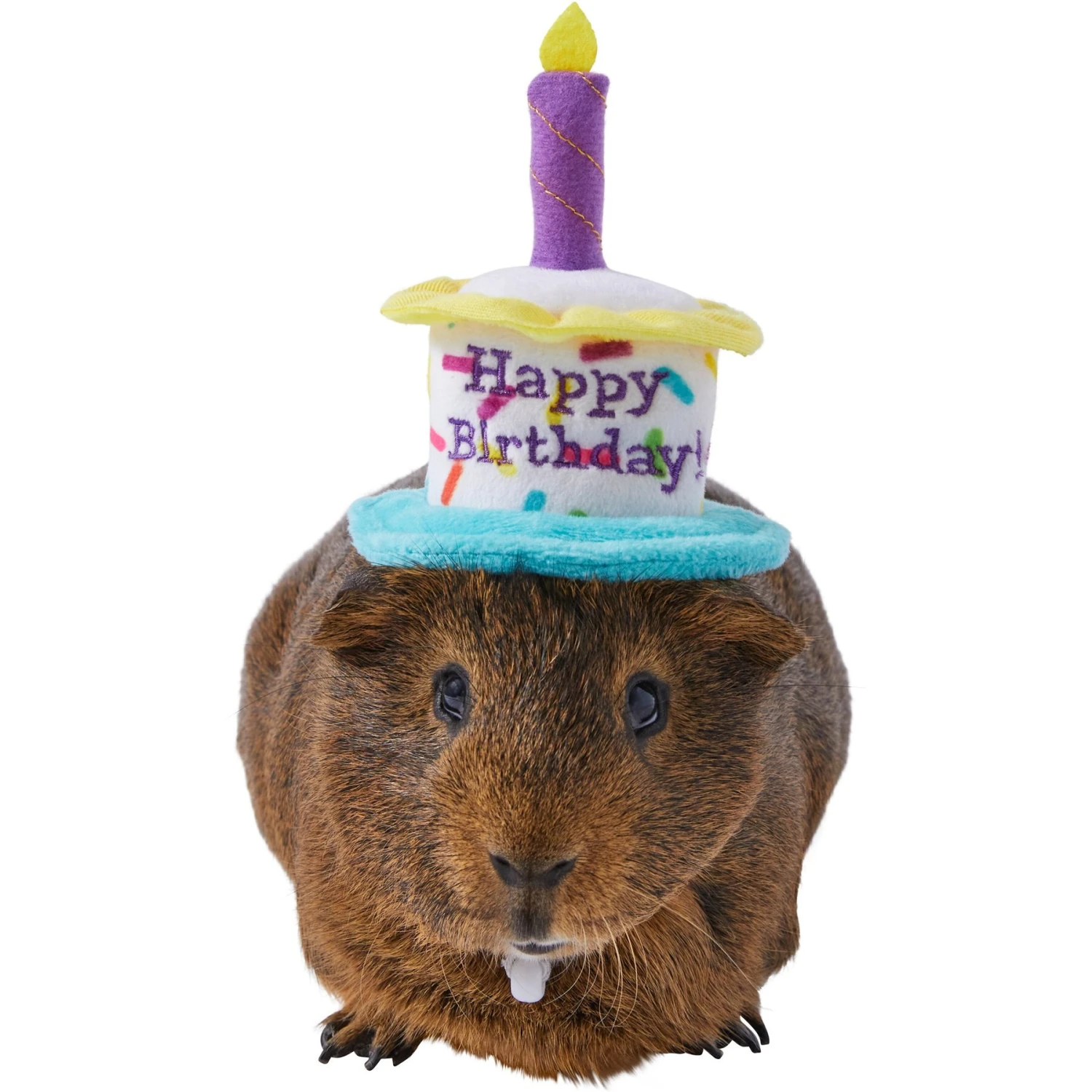 Frisco Happy Birthday Guinea Pig Hat 1 Frisco Happy Birthday Guinea Pig Hat