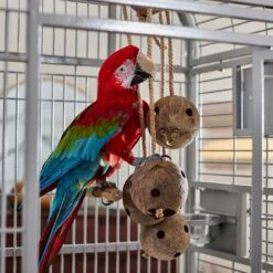 Frisco Holey-Moley Coconut Foraging Bird Toy -Chic Pet Supplies 331757 PT3. AC SS1800 V1660703305