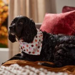 Frisco Apple Dog & Cat Bandana -Chic Pet Supplies 353786 PT6. AC SS1800 V1660749688