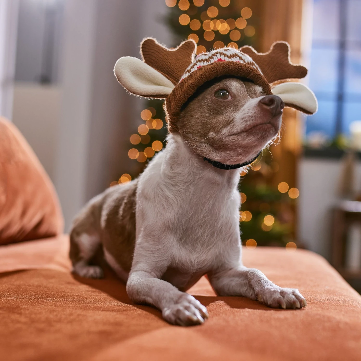 Frisco Antler Fair Isle Dog & Cat Hat 5 Frisco Antler Fair Isle Dog & Cat Hat - Image 5