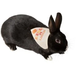 Frisco Mommy's Lil Pumpkin Small Pet Bandana