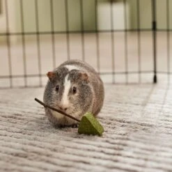 Frisco Hay Trees Small Pet Toy 5 Frisco Hay Trees Small Pet Toy -Chic Pet Supplies 536894 PT3. AC SS1800 V1668902550