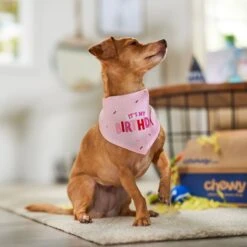 Frisco Dog & Cat Birthday Bandana -Chic Pet Supplies 608206 PT5. AC SS1800 V1676643860