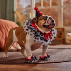 Frisco Clown Dog & Cat Costume Accessory 12 Frisco Clown Dog & Cat Costume Accessory -Chic Pet Supplies 706526 PT7. AC SS1800 V1689282556