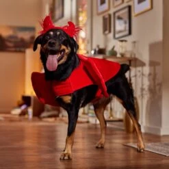 Frisco My Little Devil Dog & Cat Costume Accessory -Chic Pet Supplies 706622 PT7. AC SS1800 V1689342200