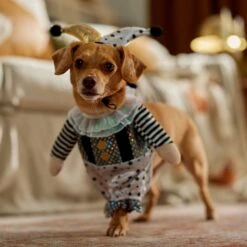 Frisco Front Walking Glitter Clown Dog & Cat Costume -Chic Pet Supplies 707542 PT7. AC SS1800 V1689278717