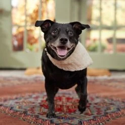 Frisco Solid Faux Fur Dog & Cat Bandana -Chic Pet Supplies 733878 PT6. AC SS1800 V1692378974